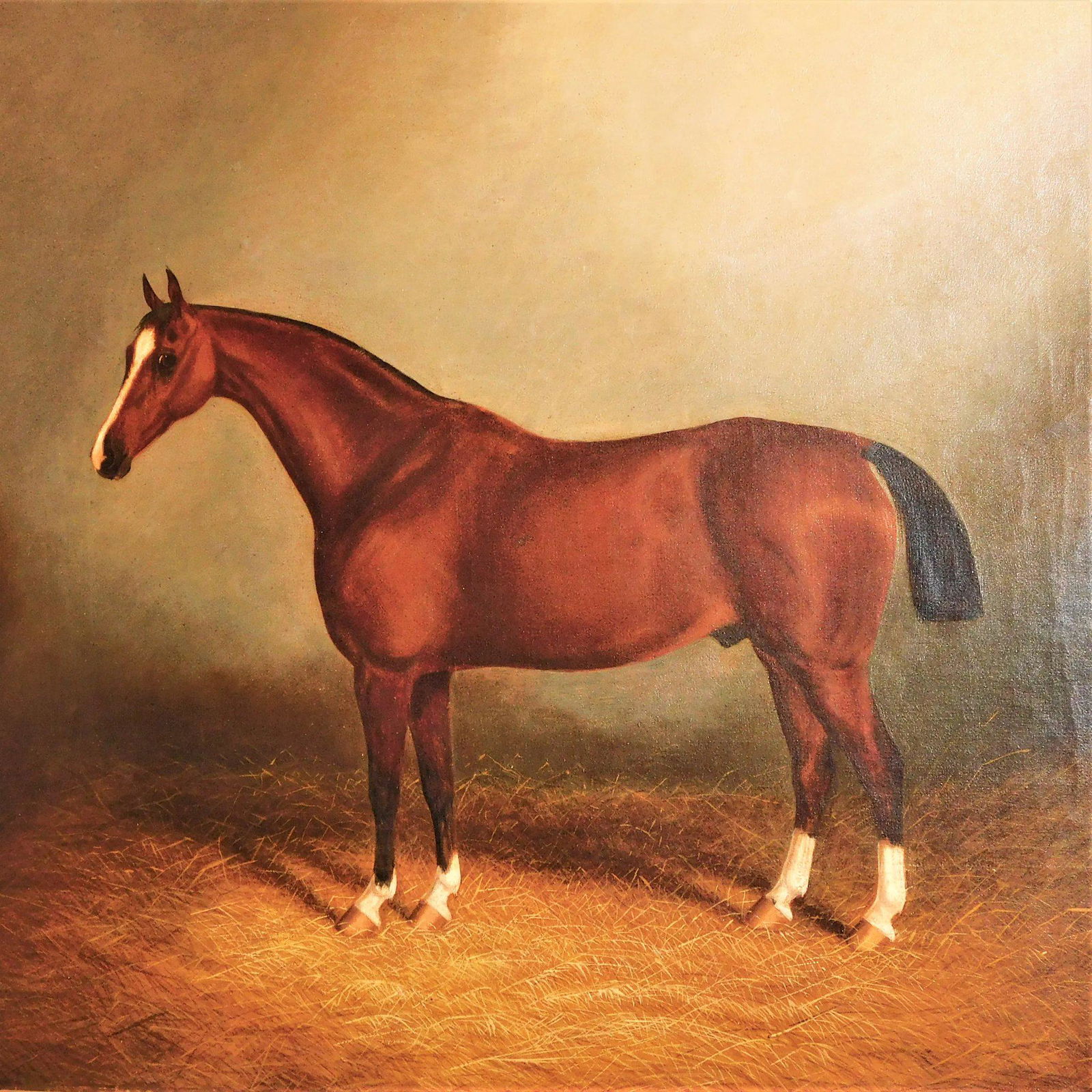 Portrait of "Sweet William,” a Bay Hunter in a St (1 of 9)