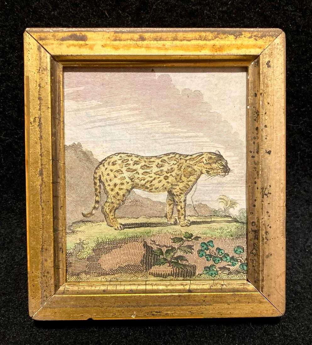 Early 19thc Jaguar hand colored copperplate engraving (1 of 2)