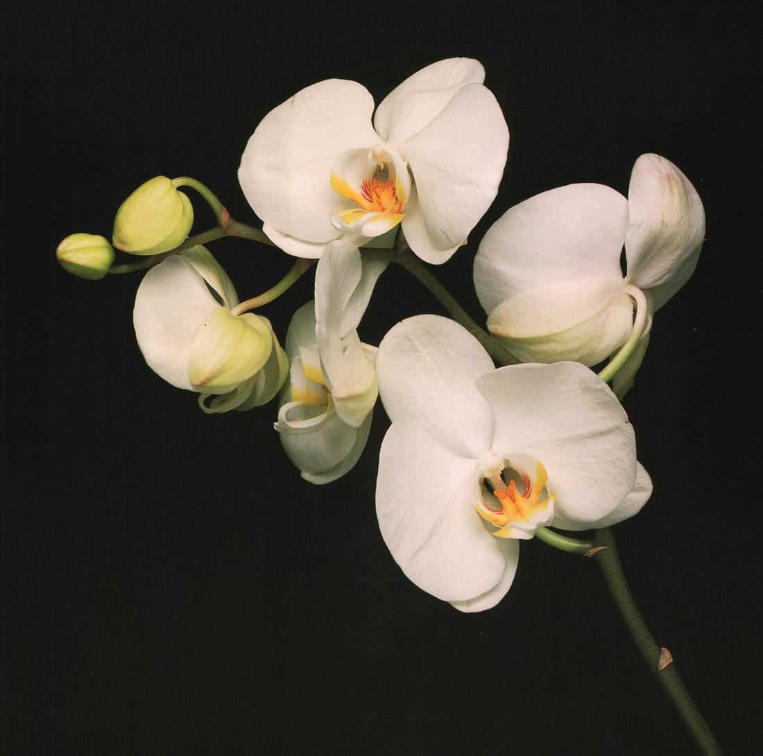 MAPPLETHORPE - Orchids, 1989: Artist: MAPPLETHORPE Print Title: Orchids, 1989 Medium: photolithograph Printed 1990’s in Italy Image size (inches) approx. 9.5 x 9.5” Robert Mapplethorpe was an American photographer, kno
