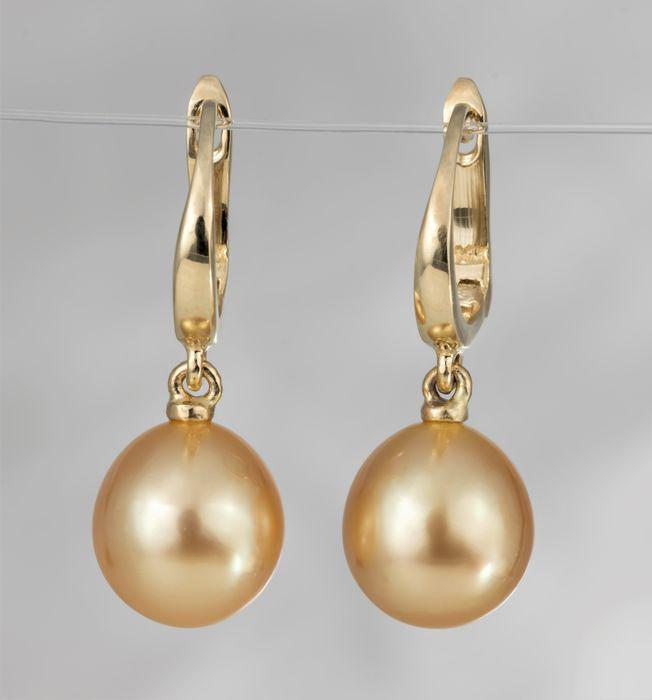 9x10mm Deep Golden South Sea Pearls - 14 kt. Yellow: Title: 9x10mm Deep Golden South Sea Pearls - 14 kt. Yellow gold - Earrings Description: Classic Elegance ! Produced by the gold-lipped Pinctada Maxima Oyster in the warm waters of Australia to Indones