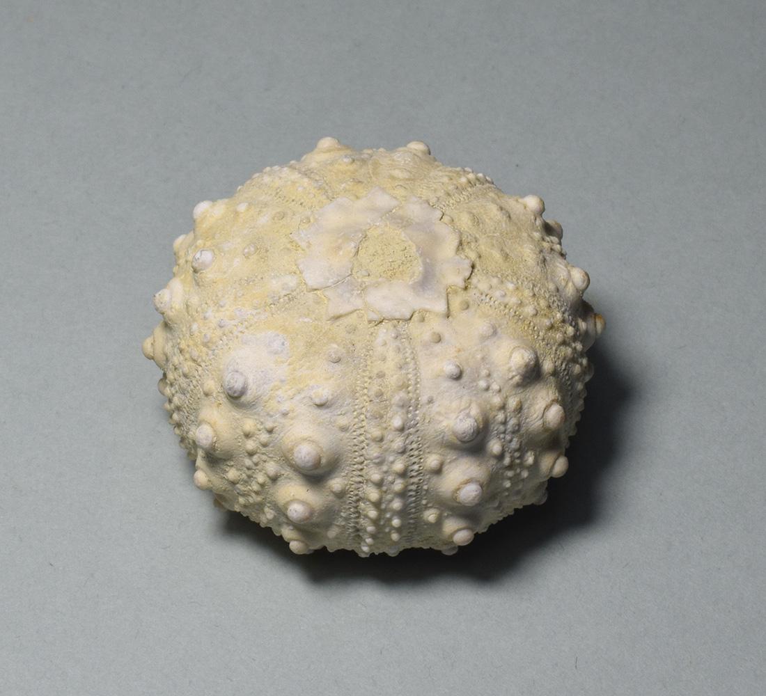 Fine Fossil Echinoid - Goniopygus menardi (1 of 4)