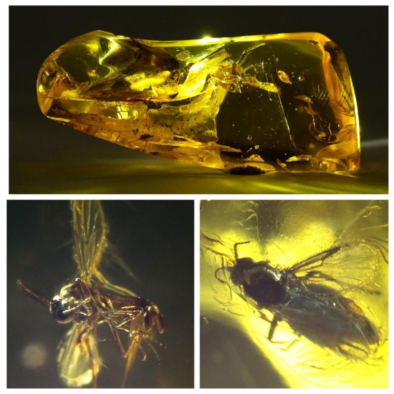 18g Natural Baltic amber 4 inclusion insects fly (Diptera) raw stone (1 of 17)