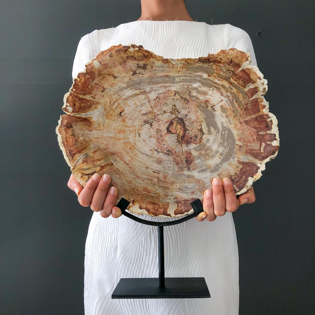 Beautiful petrified wood slice with stand (1 of 10)