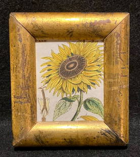 c1800 hand colored sunflower copperplate engraving: Title: c1800 hand colored sunflower copperplate engravingProvenance/Additional Information: In a 19thc worn gold leaf frame. Total framed size is approximately 4 3/4" x 5 1/4". Shipping:Domestic: