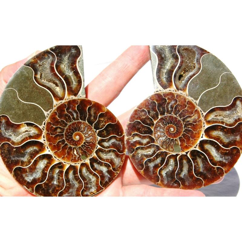 Pair of fossil open split chamber ammonite genuine (1 of 4)