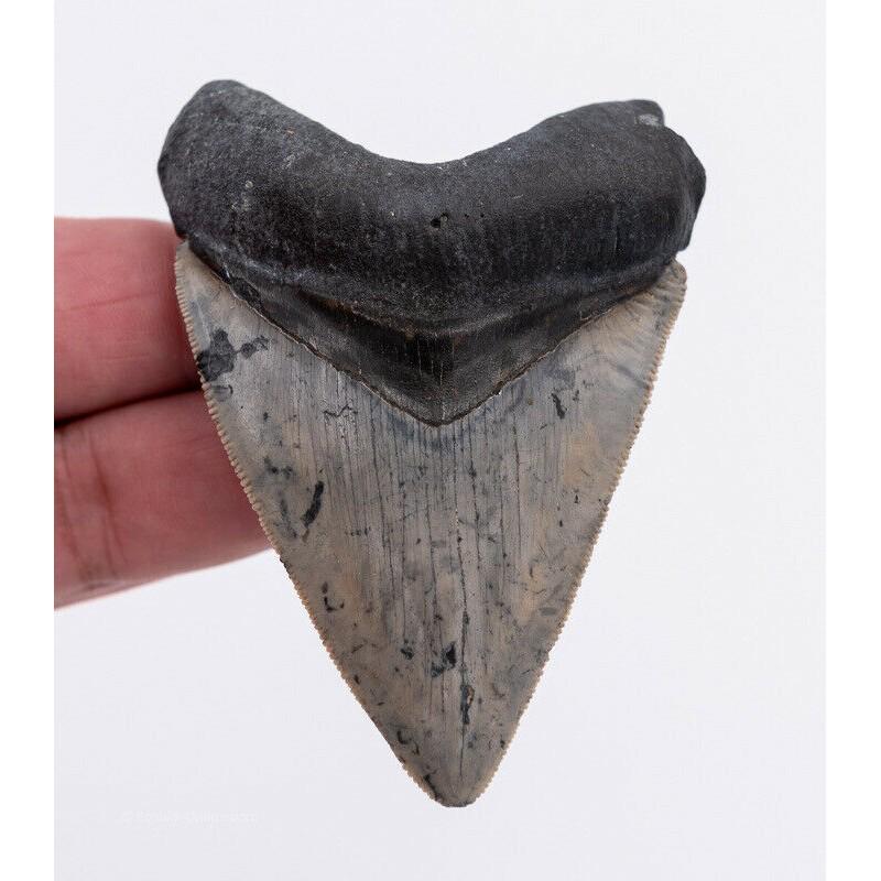 Fossil mastodon fish sharp tooth authentic natural: Name: Fossil Shark Tooth Size: 3,2 inch (81 mm) Shark is one of the most ancient predators. Most nations revered sharks for their strength, invulnerability and fearlessness. In Japanese culture, the s