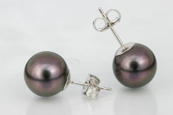 9x10mm Peacock Black Tahitian Pearls - 14 kt. White gold - Earrings: Title: 9x10mm Peacock Black Tahitian Pearls - 14 kt. White gold - Earrings Description: Produced by the Pinctada Margaritifera oyster in the tropical lagoons of French Polynesia, these pearls have a n