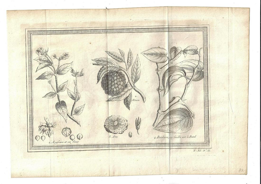 1750 Folding Engraving East Indies Plants (1 of 1)