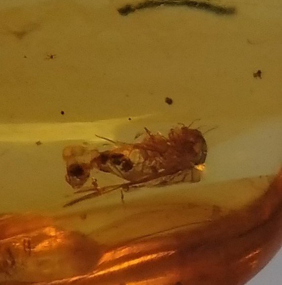 100 MILL YEARS OLD BURMITE AMBER WITH FLY (1 of 5)