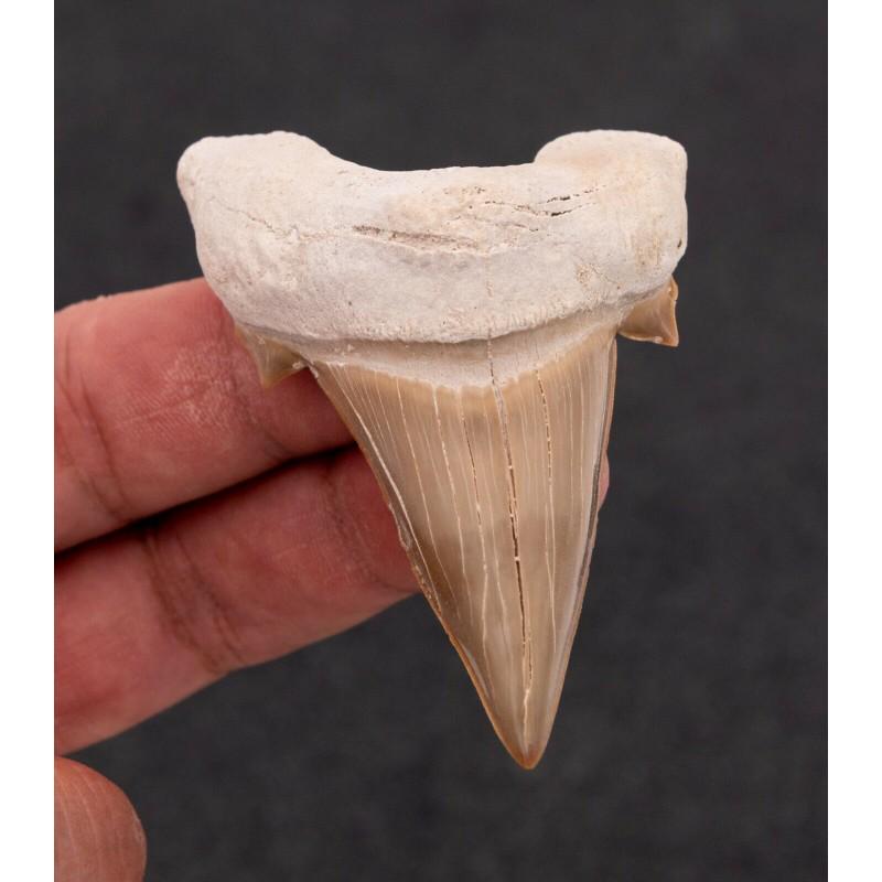 Fossil shark fish tooth genuine reliquiae megalodon: Name: Fossil Shark Tooth Size: 2,94 inch (75 mm) Shark is one of the most ancient predators. Most nations revered sharks for their strength, invulnerability and fearlessness. In Japanese culture, the