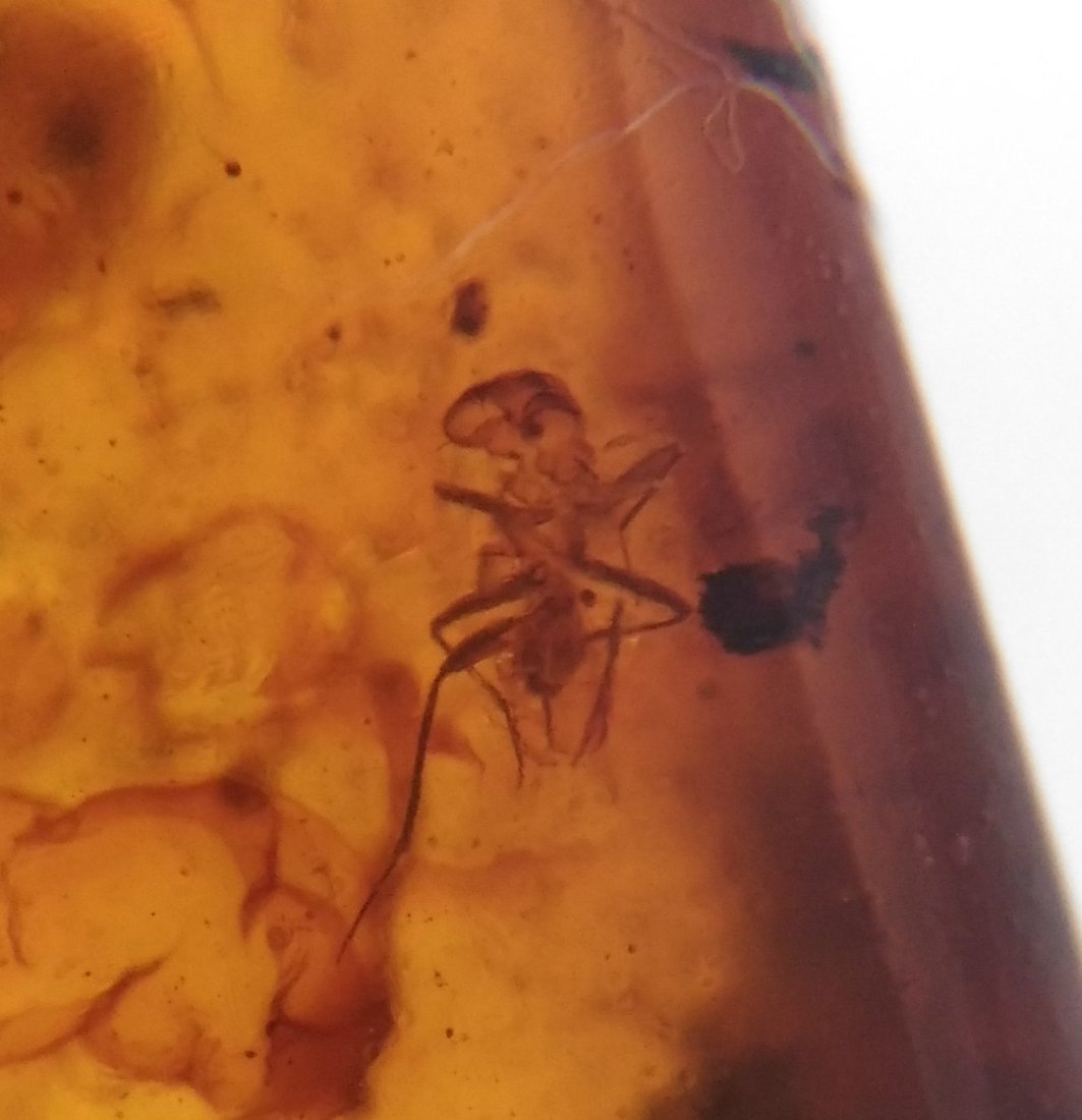100 MILL YEARS OLD BURMITE AMBER WITH INSECT (1 of 8)