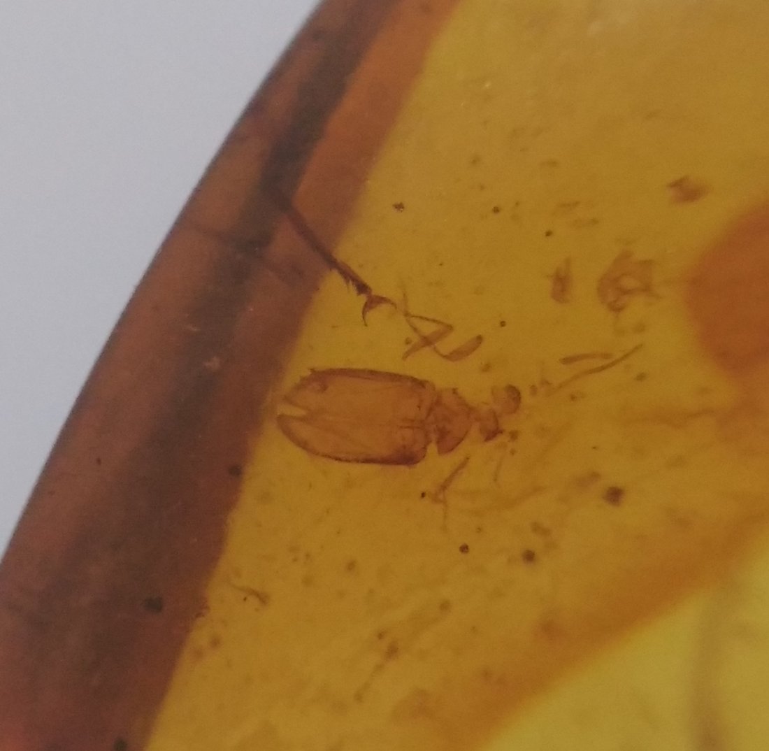 100 MILL YEARS OLD BURMITE AMBER WITH BEETLE (1 of 5)