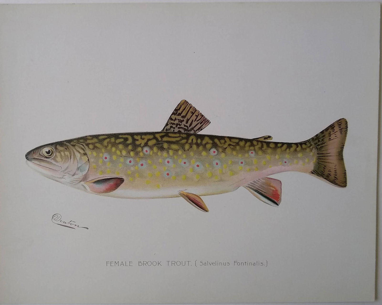 Female Brook Trout (1 of 1)