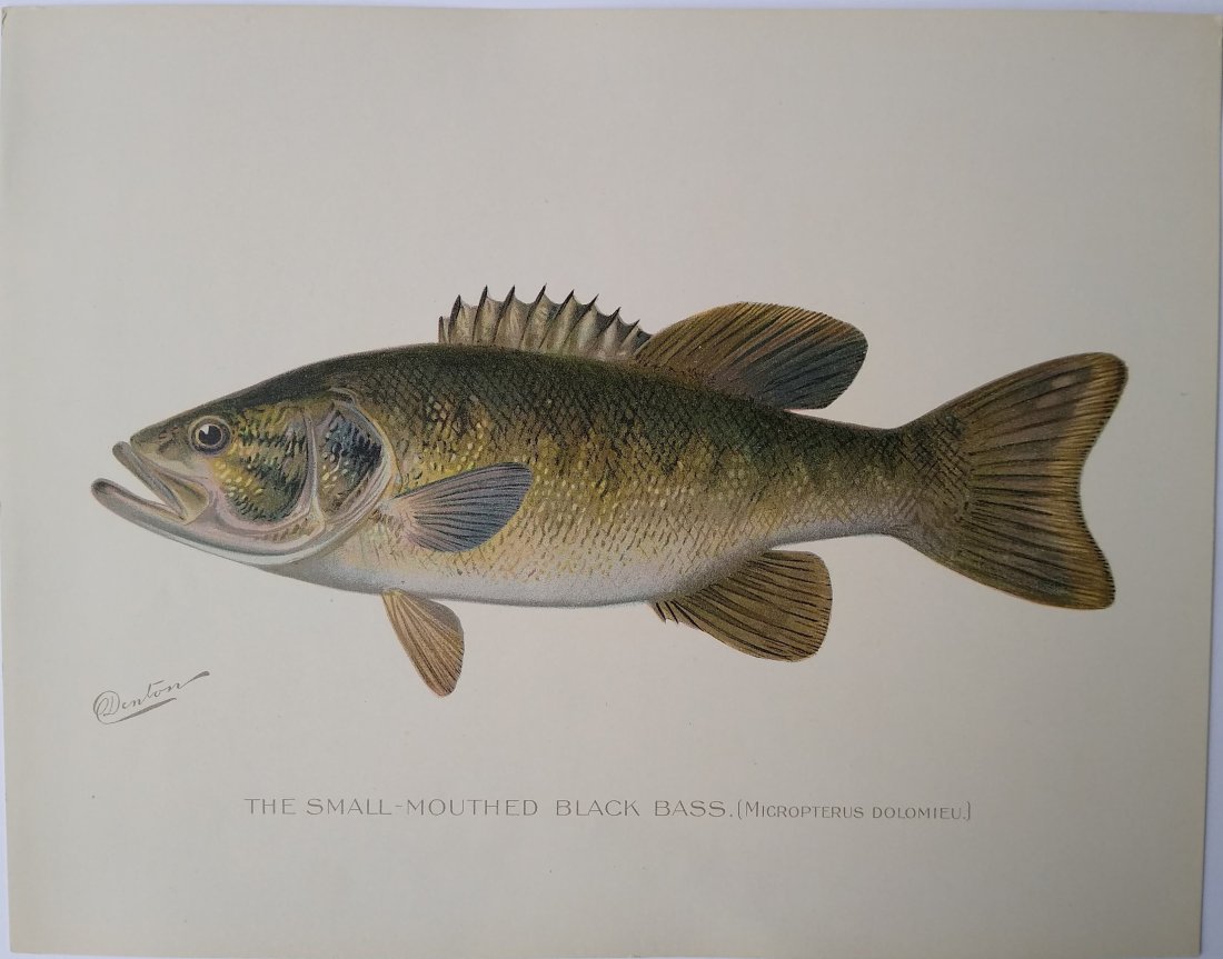 Small-mouthed Black Bass (1 of 1)