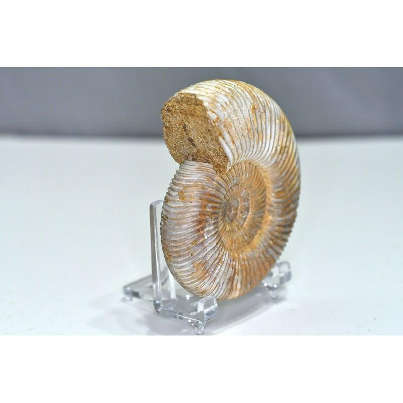 Original authentic fossil ammonite mollusca relics (1 of 5)