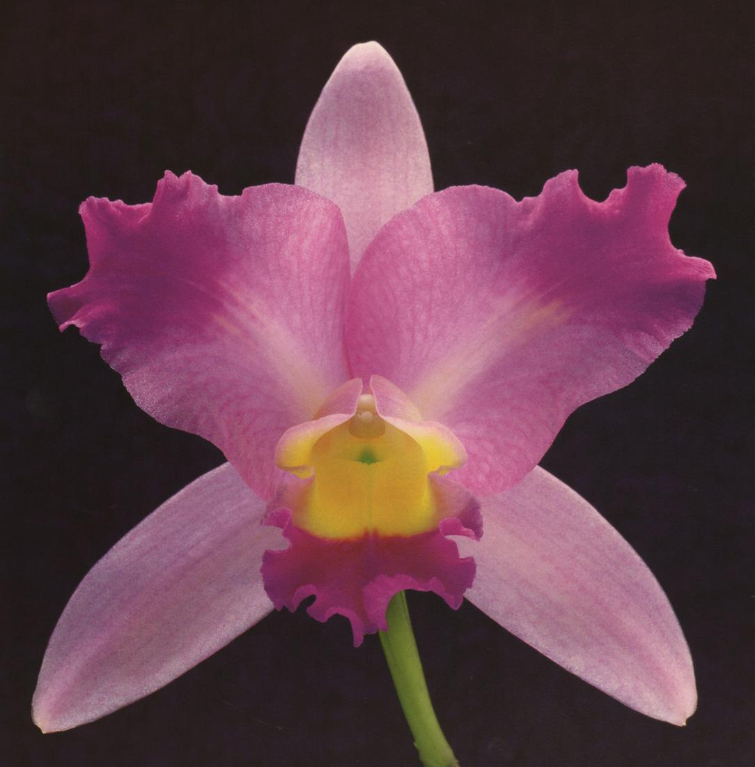 MAPPLETHORPE - Orchid, 1988: Artist: MAPPLETHORPE Print Title: Orchid, 1988 Medium:Photo-lithograph Printed 1990s in Italy Image size (inches) approx. 9 x 9” Robert Mapplethorpe was an American photographer, known for his s