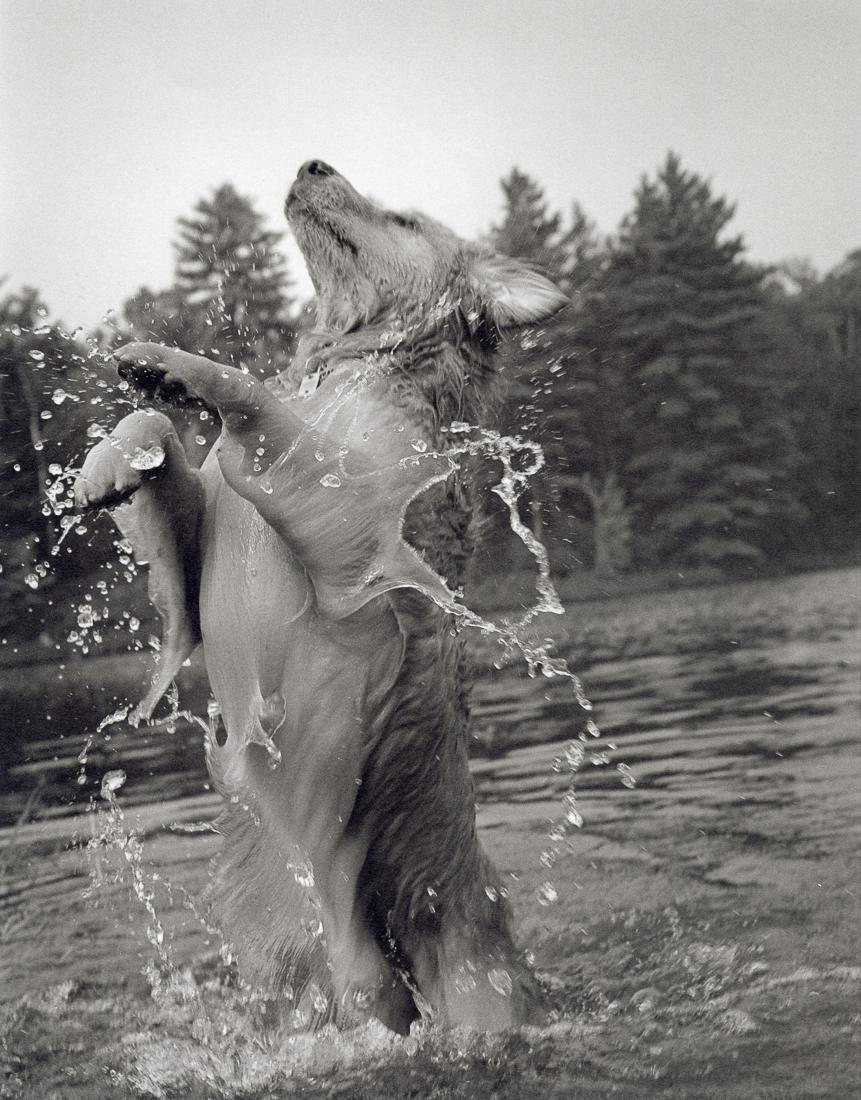 BRUCE WEBER - Little Bear, Adirondack Park, 1989: Artist: Bruce Weber Title: Little Bear, Adirondack Park, 1989 Medium: Sheet Fed Gravure, 1990, USA Dimensions: 7.3x9.35" Description: Heat Wax Mounted on 11x14" Conservation Board Artist Bio: Bruce We