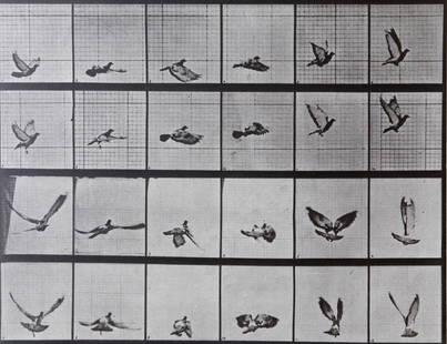 Eadweard Muybridge: Flying bird AL 757: Artist: Eadweard MuybridgeTitle: Flying bird AL 757Date Printed: Printed in 1979 Heavy weight, matte finish Medium: Vintage Photogravure With dry mount tissue guardPrint Origin: Printed in Italy in