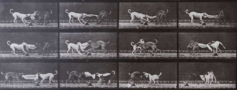 Eadweard Muybridge: Dog fighting AL 715: Artist: Eadweard MuybridgeTitle: Dog fighting AL 715Date Printed: Printed in 1979 Heavy weight, matte finishMedium: Vintage Photogravure With dry mount tissue guardPrint Origin: Printed in Italy in