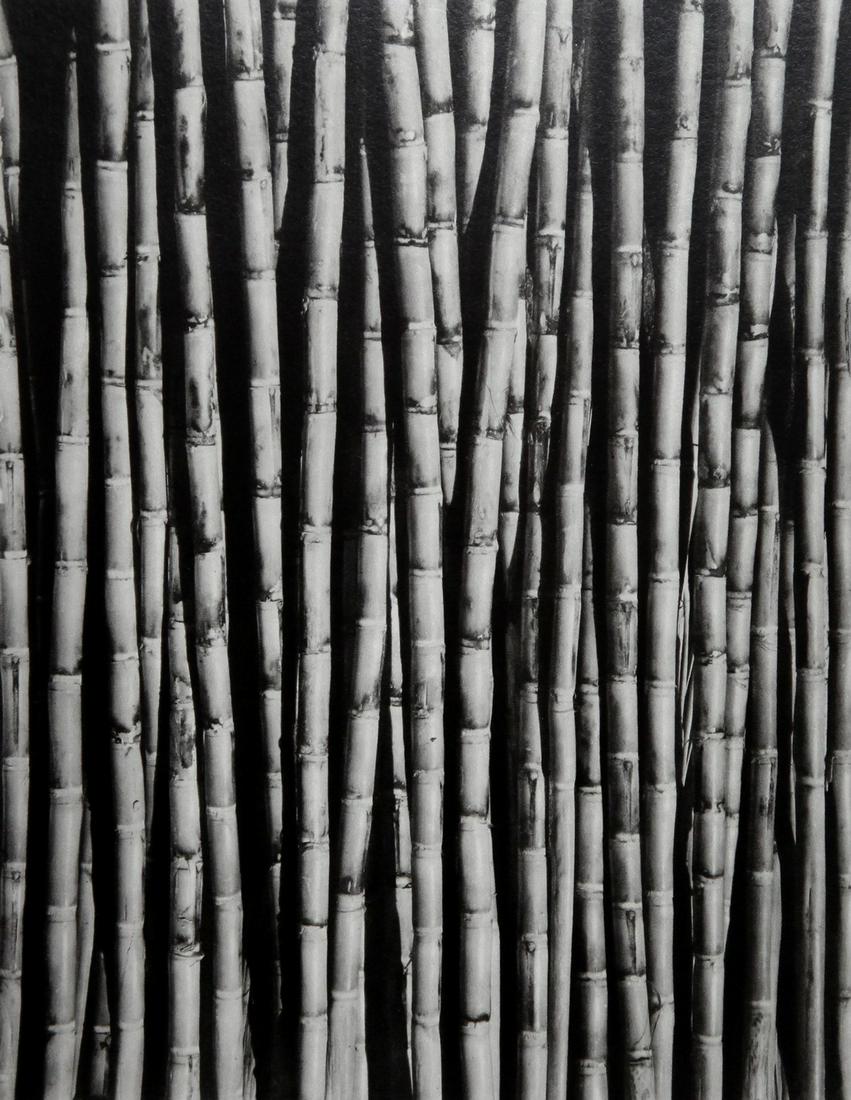 Tina Modotti: Bamboo stems 1926 (1 of 1)