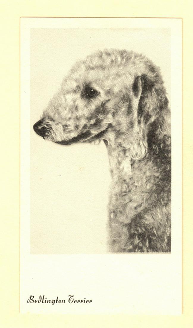 Bedlington Terrier Dog Cigarette Trade Card (1 of 2)