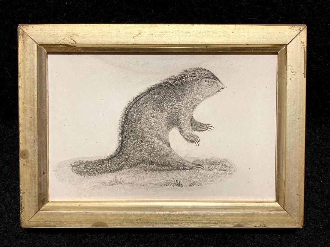 C1840 North American porcupine engraving. (1 of 2)