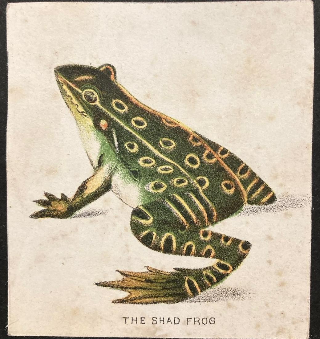 19thc hand colored Shad Frog engraving (1 of 2)