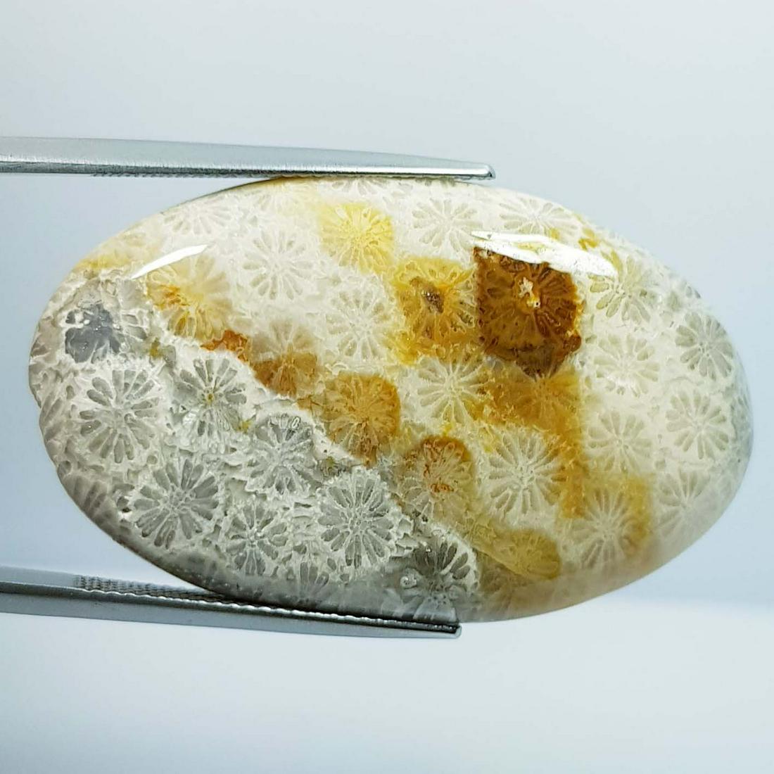47.50 Ct Natural Fossil Coral: No Reserve! Title: 47.50 Ct Natural Fossil Coral Color/Clarity: Opaque Gemstones: LooseGemstone Carat Weights: 47.5 Size/Dimensions: 40.85 x 24.75 x 6.00 Additional Information: Oval - Brazil Shipping