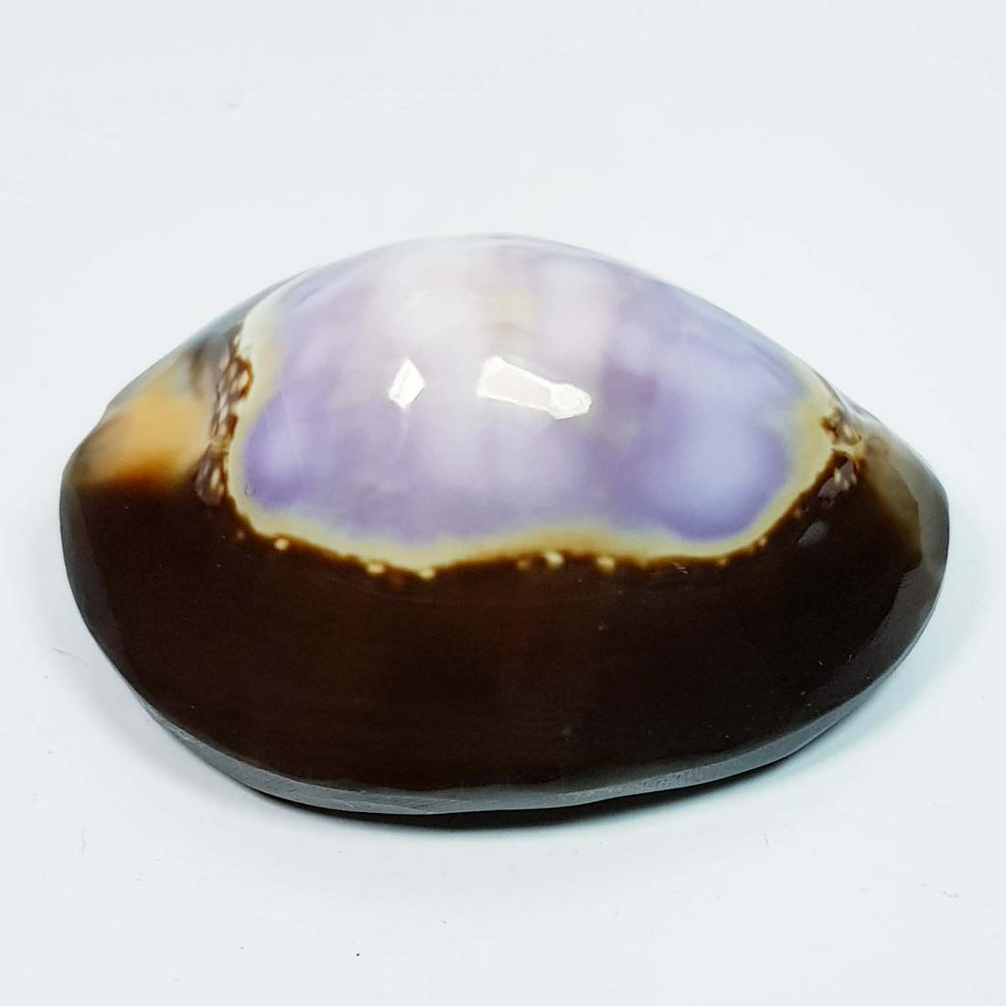 37.78 ct Natural Sea Shell (1 of 4)