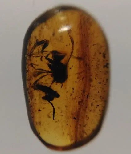 100 MILL YEARS OLD BURMITE AMBER WITH INSECT (1 of 5)