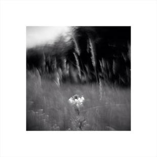 Dialogue 2 photopainting, Romanov Pavlo: Title: "Dialogue 2" photopaintingArtist: Romanov PavloMedium: Photographic paperDate/Period: 2021Additional Information: 5% of the purchase amount will be transferred to the fund for humanitarian aid