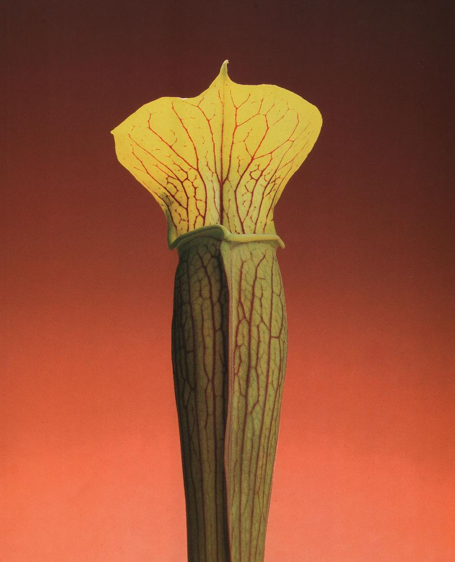 MAPPLETHORPE - Jack-in-the-Pulpit, 1988 (1 of 1)