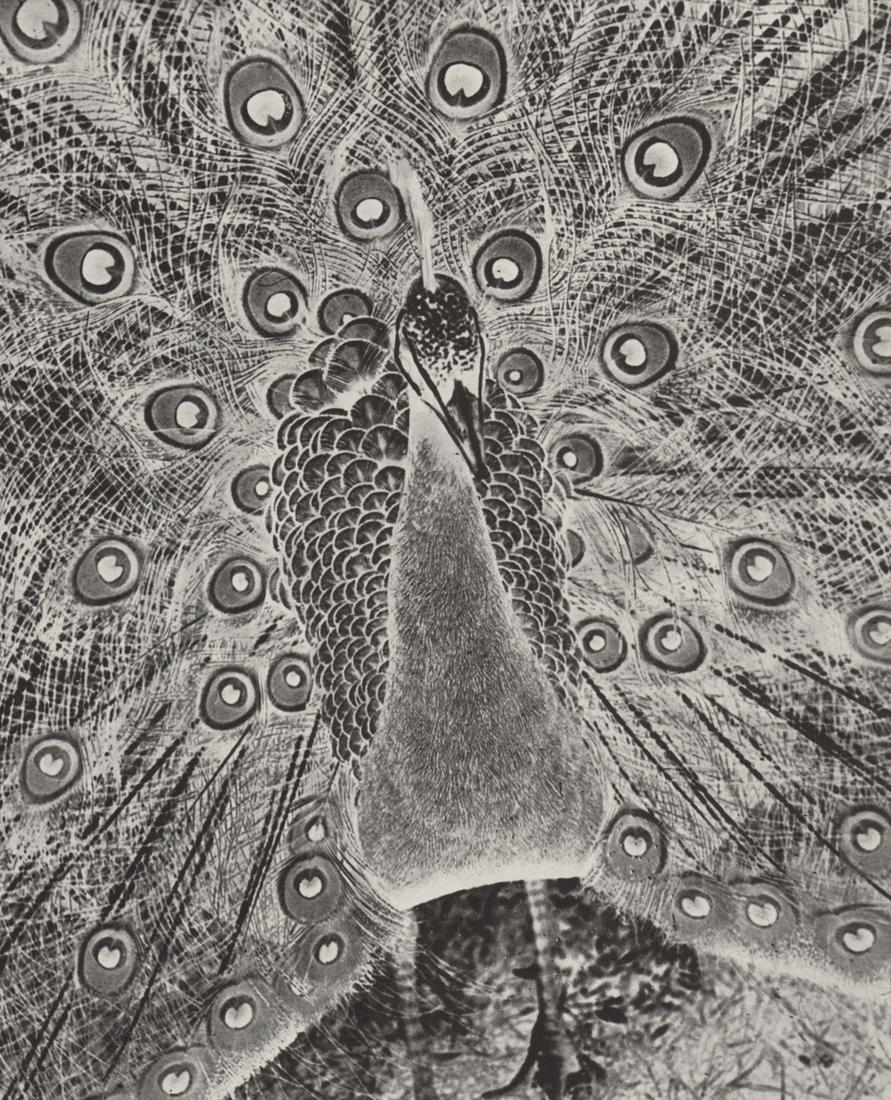 WOLFGANG SUSCHITZKY - Peacock, Negative ca 1949 (1 of 1)
