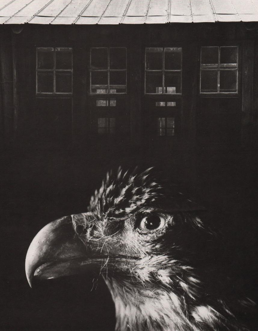 JERRY UELSMANN - Bless our Home and Eagle (1 of 1)