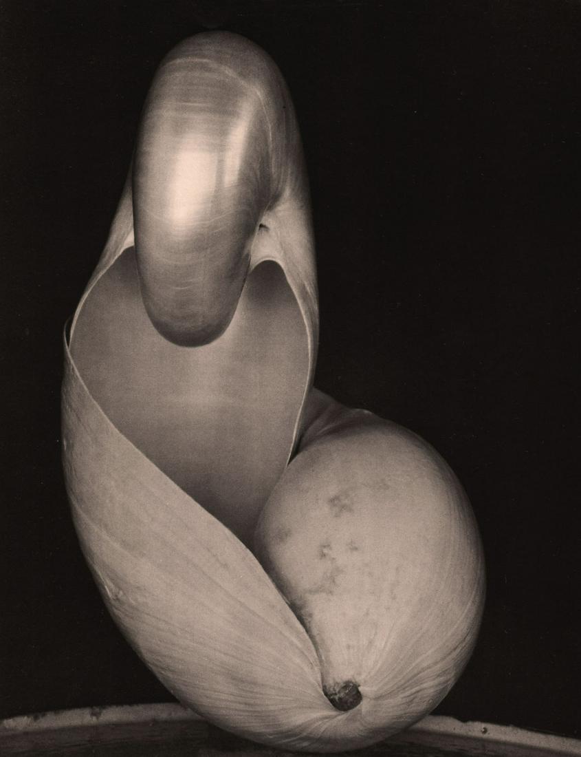 EDWARD WESTON - Two Shells, 1927 (1 of 1)