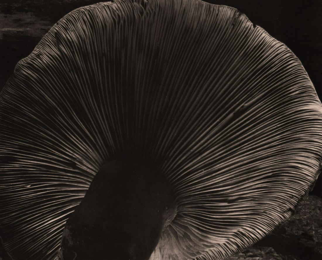 EDWARD WESTON - Toadstool, 1931 (1 of 1)