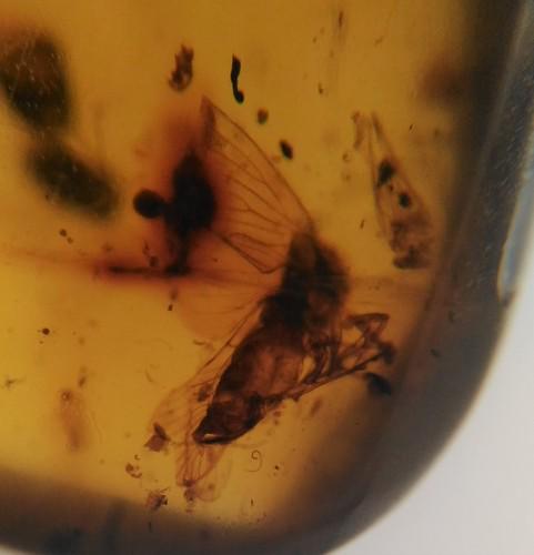 100 MILL YEARS OLD BURMITE AMBER WITH CICADA & WASP (1 of 4)