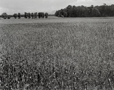 MANUEL ALVAREZ BRAVO - Your Surface Is Of Corn: Artist: Manuel Alvarez BravoTitle: Your Surface Is Of Corn, Mexico, 1945Medium: Photo Litho, 1998, USADimensions: 7.15x5.6"Description: Heat Wax Mounted on 8.5x11" Conservation BoardArtist Bio: 