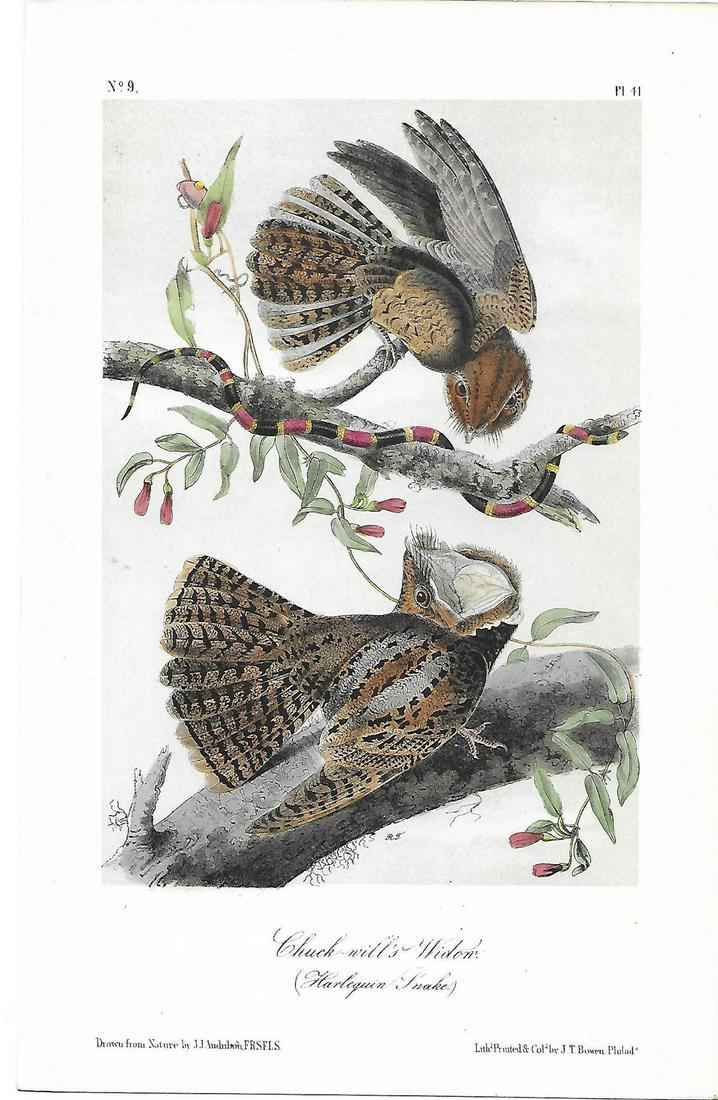 Audubon Bird Prints-Chuck-will's Widow: Title: Audubon Bird Prints Artist: John James Audubon Printing Date: 1870 Medium: Original hand-colored lithograph Size/Format: 10.5 x 6.5 inches Publisher: George R. Lockwood, N.Y. Additional Informa