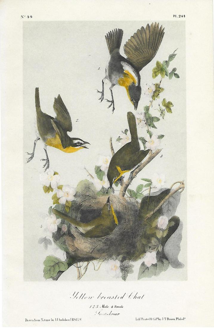Audubon Bird Prints-Yellow-breasted Chat: Title: Audubon Bird Prints Artist: John James Audubon Printing Date: 1870 Medium: Original hand-colored lithograph Size/Format: 10.5 x 6.5 inches Publisher: George R. Lockwood, N.Y. Additional Informa