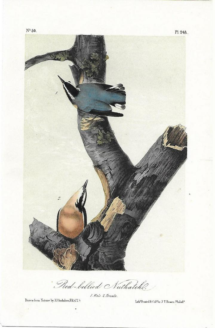 Audubon Bird Prints-Red-bellied Nuthhatch: Title: Audubon Bird Prints Artist: John James Audubon Printing Date: 1870 Medium: Original hand-colored lithograph Size/Format: 10.5 x 6.5 inches Publisher: George R. Lockwood, N.Y. Additional Informa