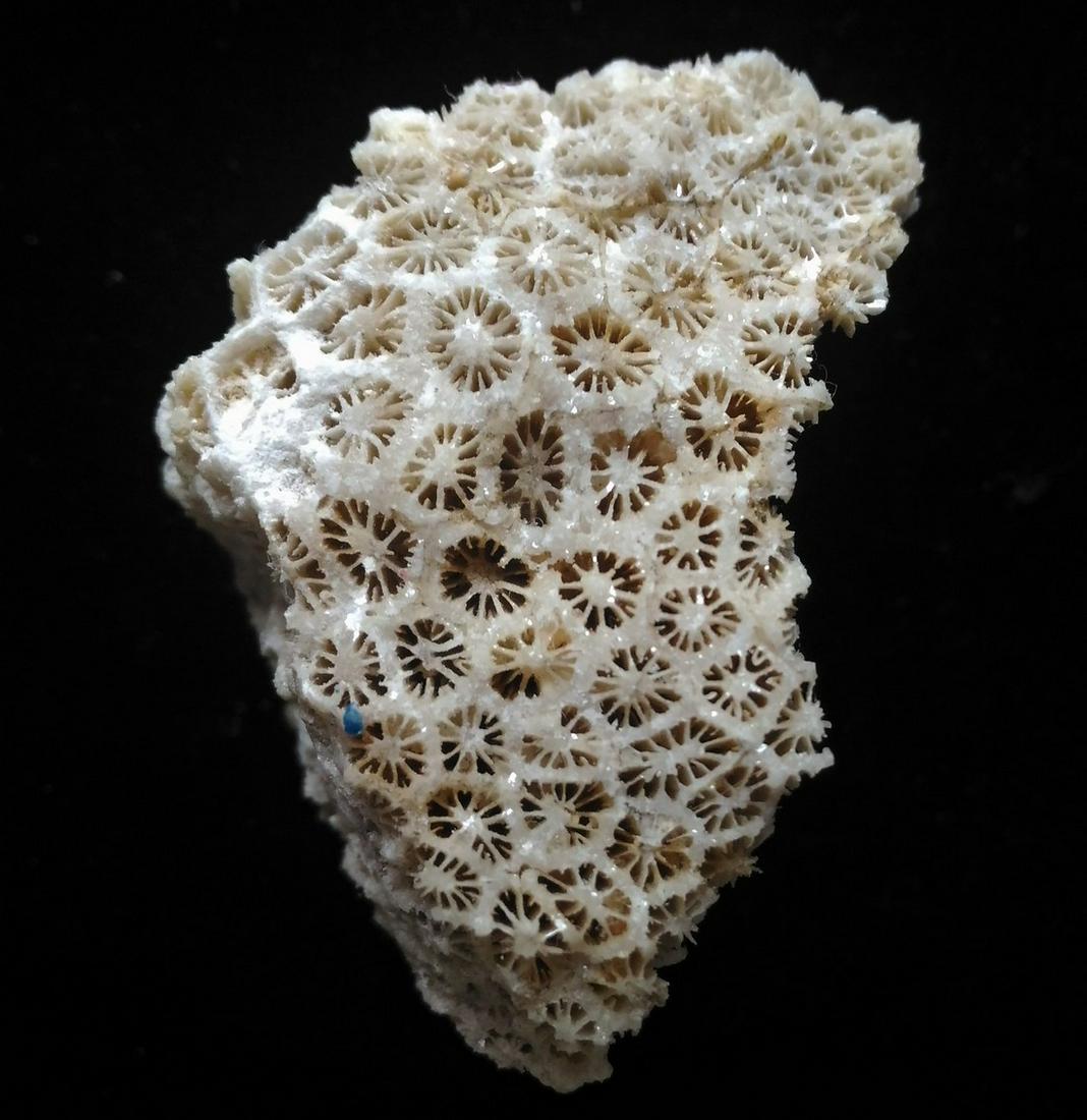 CORAL FOSSIL (1 of 5)
