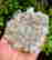 item-127646965=2