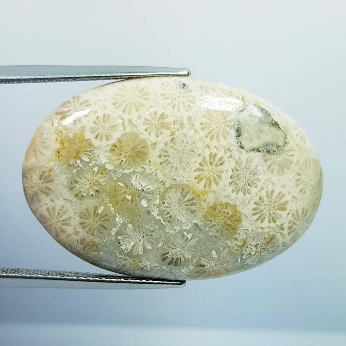 39.10 Ct Natural Fossil Coral: No Reserve! Title: 39.10 Ct Natural Fossil Coral Color/Clarity: Opaque Gemstones: LooseGemstone Carat Weights: 39.1 Size/Dimensions: 35.55 x 24.35 x 5.50 Additional Information: Oval - Brazil Shipping