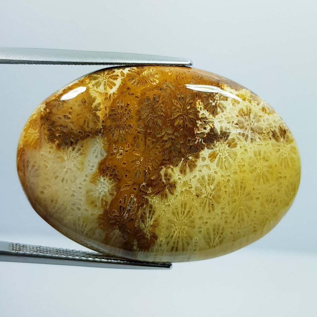 50.36 Ct Natural Fossil Coral: No Reserve! Title: 50.36 Ct Natural Fossil Coral Color/Clarity: Opaque Gemstones: LooseGemstone Carat Weights: 50.36 Size/Dimensions: 37.80 x 26.20 x 6.00 Additional Information: Oval - Brazil Shippin