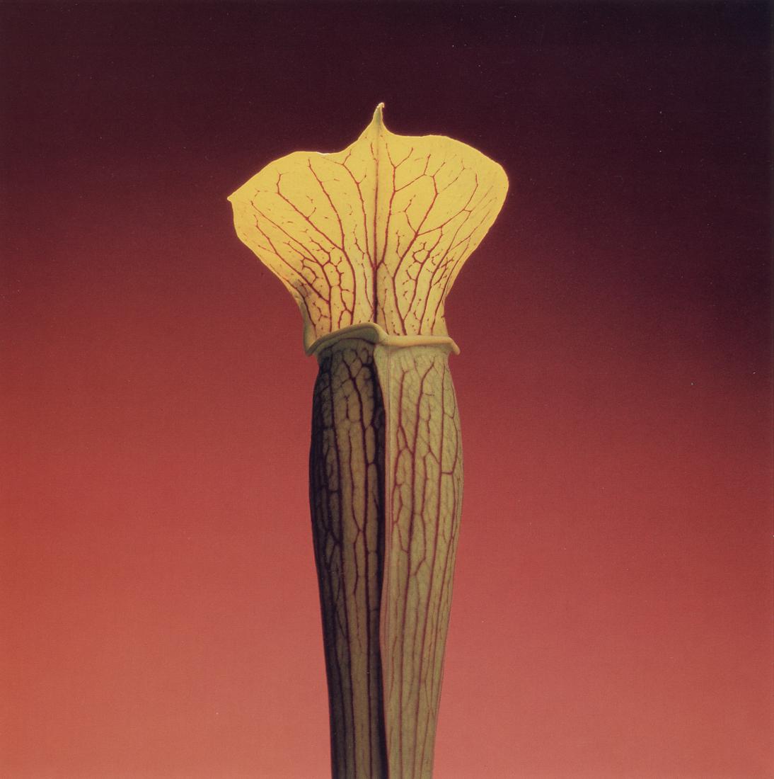ROBERT MAPPLETHORPE - Jack-In-The-Pulpit, 1988 (1 of 1)