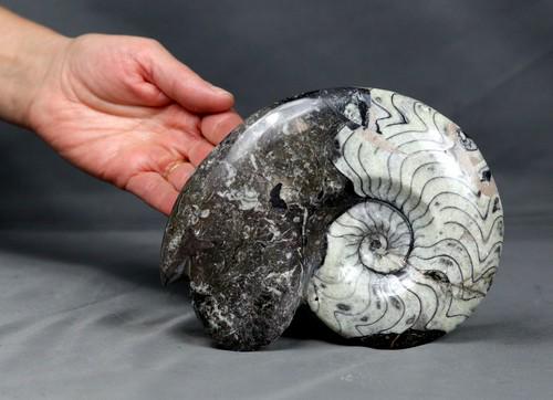 Paleozoic Ammonite : Nice Manticoceras (1 of 9)