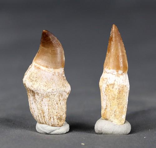An Eremiasaurus and a Prognatodon tooth: Title: An Eremiasaurus and a Prognatodon tooth Date/Period: Cretaceous, Maastrichtian Findspot: Khouribga, Morocco Description: Set of two mosasaur teeth .The Eremiasaurus is rare Size of the fossil:
