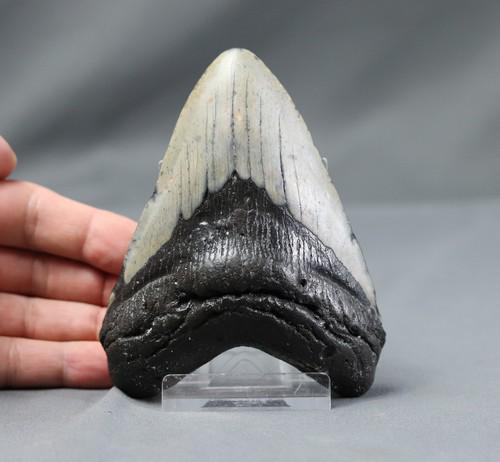 Huge Megalodon Tooth: Title: Huge Megalodon Tooth Date/Period: Pliocene Findspot: Beaufort county, South Carolina, USA Description: Big size and extra nice shape Size of the fossil: 12.2 x 12 cm (4.72 x 4.70 inches) Weight
