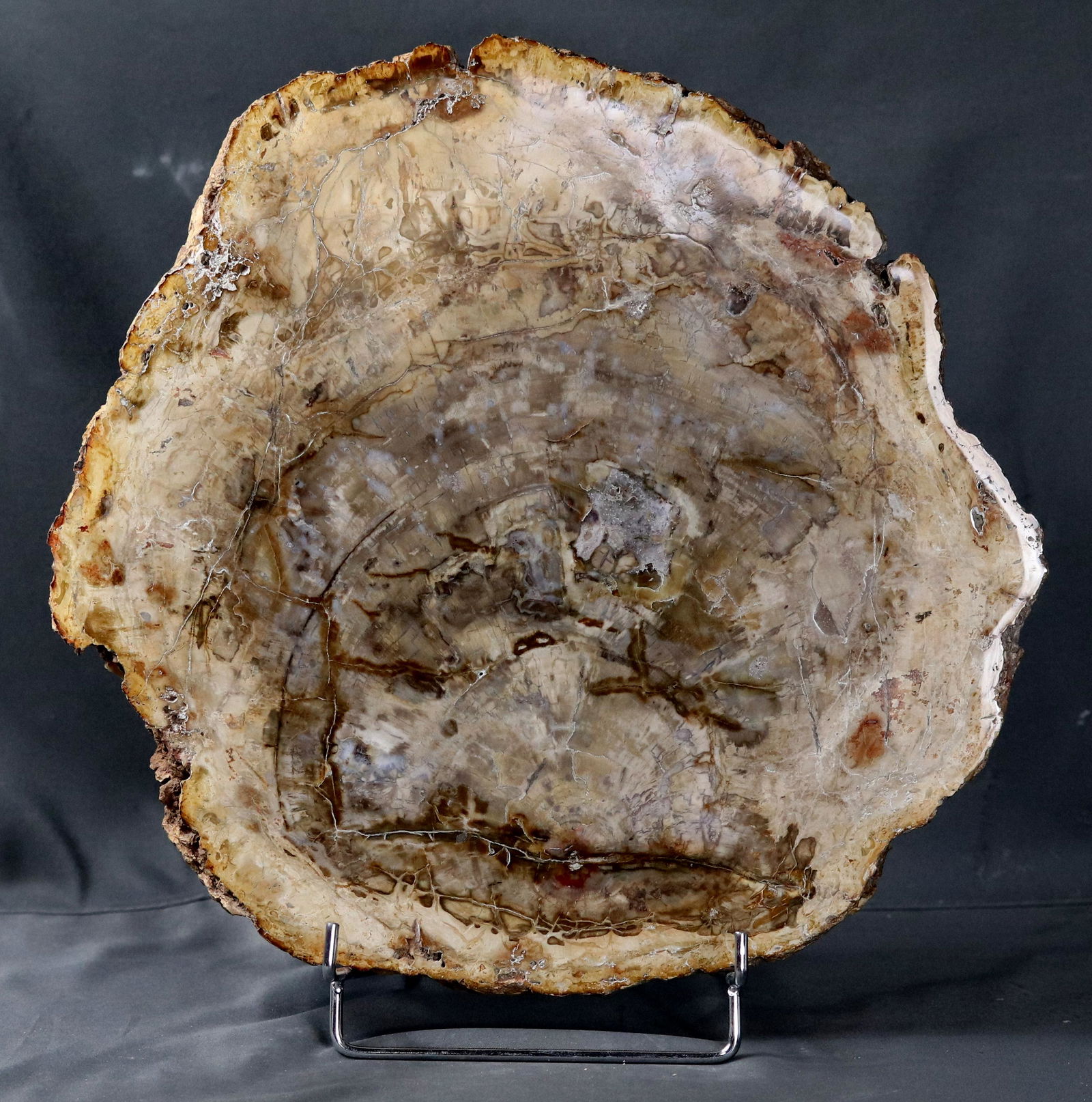 Big polished fossil wood slab (1 of 5)